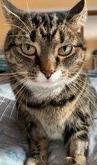 Miss Kitty Rescue Cat