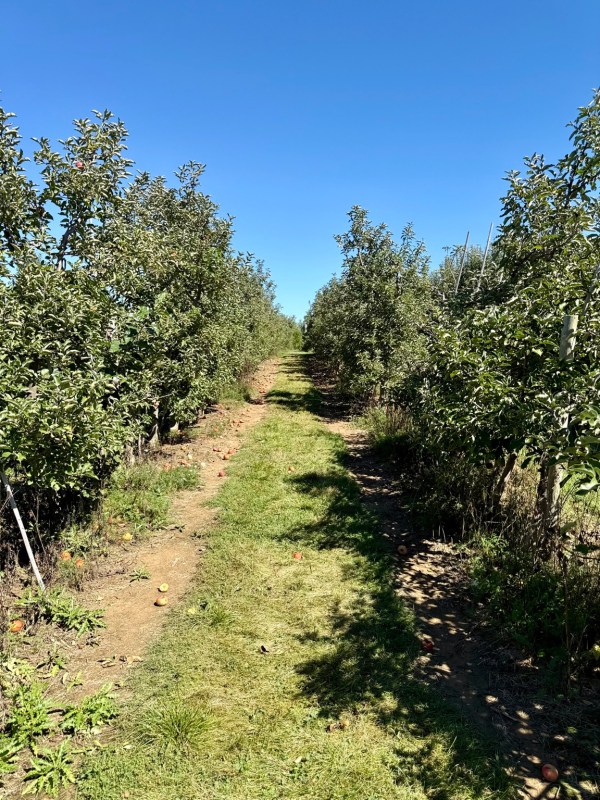 A grassy walking row between apple trees at Mackintosh Fruit Farm.
