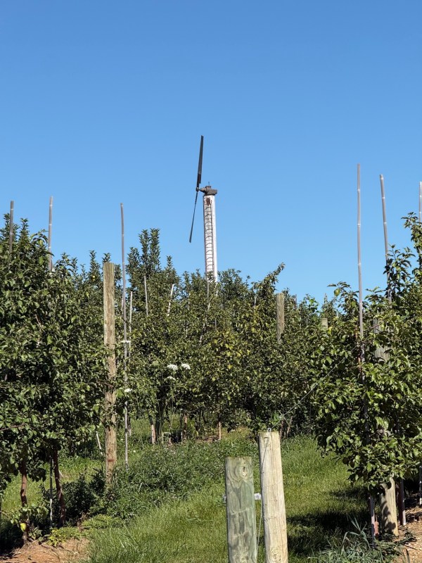Rows of apple trees trained along trellises beneath a clear blue sky.