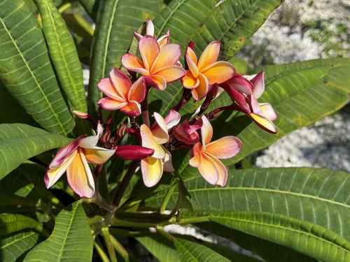 Burton Yellow plumeria blooming with pink-edged yellow and orange flowers.