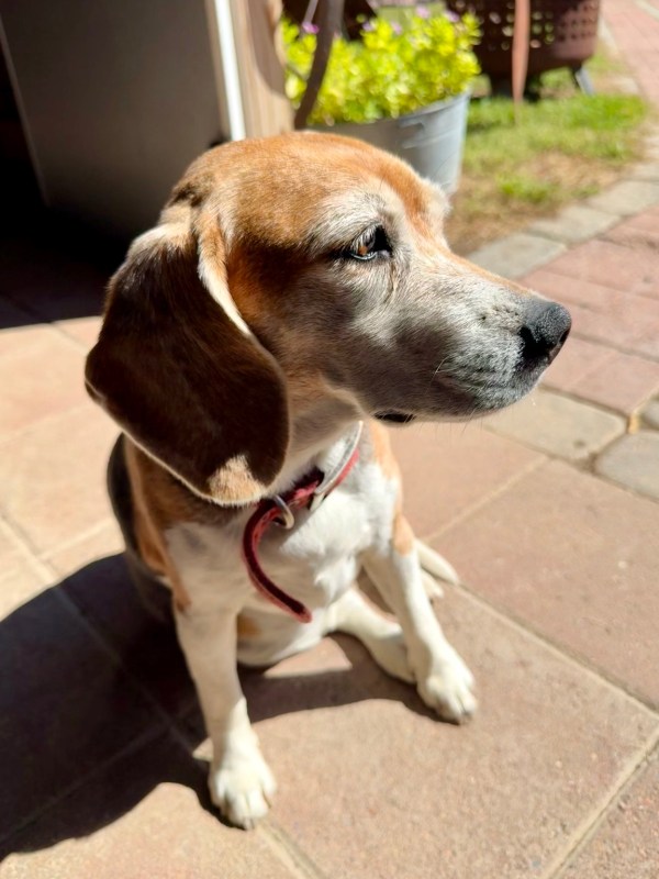 A beagle sitting contentedly outdoors at the dog-friendly fruit farm.