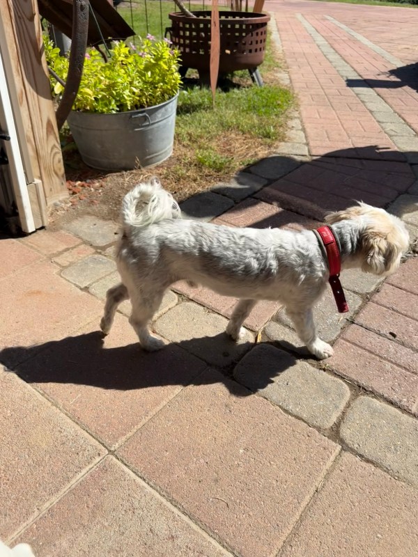 A small dog walking along the brick path at Mackintosh Fruit Farm.