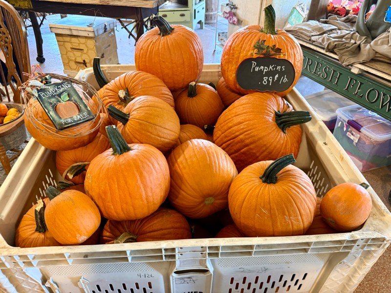 A farm-market bin filled with bright orange pumpkins.