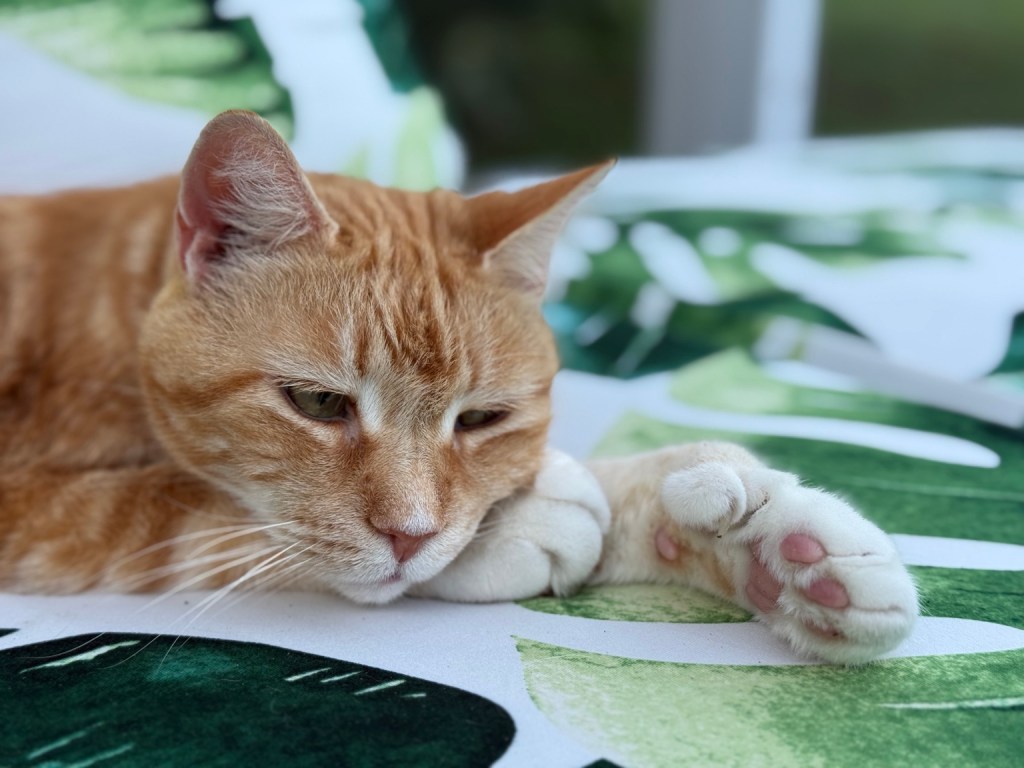 Ginger cat Frank the Tank resting on a green leaf-patterned cushion with a white paw stretched forward.